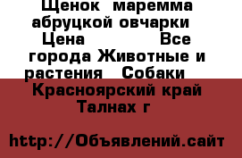 Щенок  маремма абруцкой овчарки › Цена ­ 50 000 - Все города Животные и растения » Собаки   . Красноярский край,Талнах г.